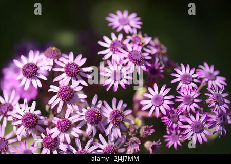 Flora of Gran Canaria - magenta flowers of Pericallis webbii, endemic to the island, natural macro floral background Stock Photo