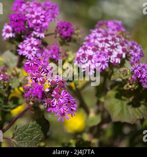 Flora of Gran Canaria - magenta flowers of Pericallis webbii, endemic to the island, natural macro floral background Stock Photo