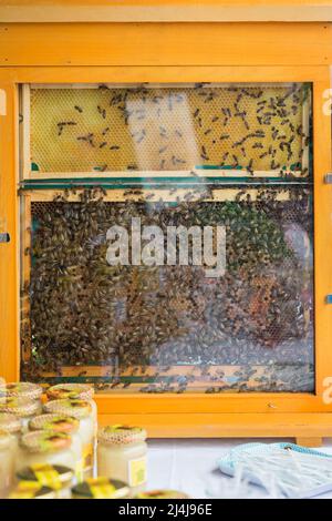 Honey bees in a beehive on honeycomb Stock Photo