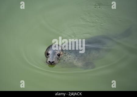 Common, or harbour seal (Phocina vitulina) at the Cornish Seal Sanctuary, Gweek, Cornwall, UK. Stock Photo