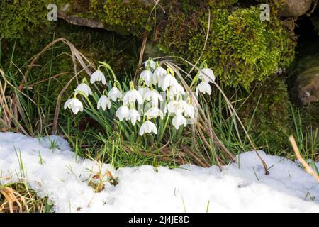 Snowdrops naturalized beside a dry stone wall in Swaledale, Yorkshire Dales National Park Stock Photo