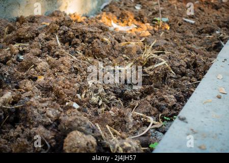 dünger frühling Purgrün Tulpendünger 1 kg