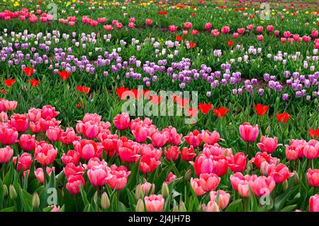 Multi-colored tulips in bloom at a local tulip farm Stock Photo