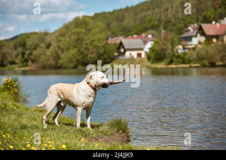 Playful dog with stick on meadow. Labrador retriever standing on the grassy bank of the river on sunny spring day. Stock Photo