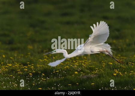 Grande aigrette en plumage nuptial, marais de saint valery sur Somme, baie de Somme Stock Photo