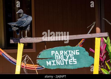 Black vulture (Coragyps atratus) sitting atop a parking sign - La Laguna del Lagarto Eco-Lodge, Boca Tapada, Costa Rica Stock Photo