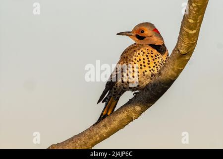Male yellow-shafted flicker Stock Photo