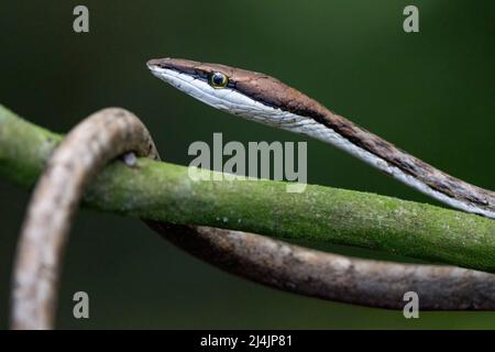 Brown Vine Snake (Oxybelis aeneus) - La Laguna del Lagarto Eco-Lodge, Boca Tapada, Costa Rica Stock Photo