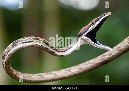 Brown Vine Snake (Oxybelis aeneus) opening its mouth in threat display. - La Laguna del Lagarto Eco-Lodge, Boca Tapada, Costa Rica Stock Photo