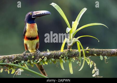 Collared aracari (Pteroglossus torquatus) - La Laguna del Lagarto Eco-Lodge, Boca Tapada, Costa Rica Stock Photo