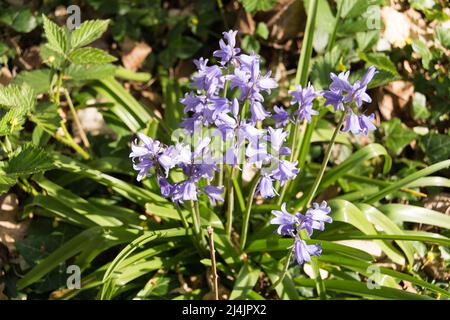 Close-up of Common Bluebell (Hyacinthoides non-scripta) Stock Photo