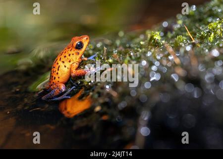 Strawberry poison-dart frog (Oophaga pumilio, formerly Dendrobates pumilio). 'Blue Jeans' color morph - La Laguna del Lagarto Eco-Lodge, Boca Tapada, Stock Photo