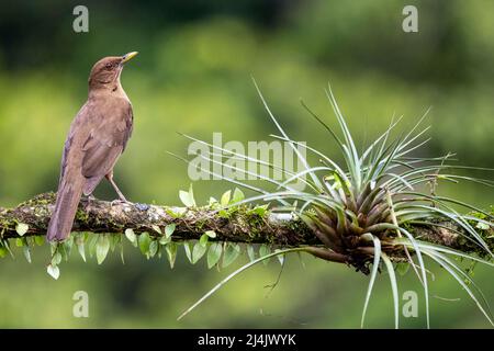 Clay-colored thrush (Turdus grayi) - La Laguna del Lagarto Eco-Lodge, Boca Tapada, Costa Rica Stock Photo