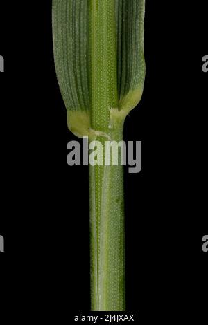 Common Couch (Elymus repens). Culm and Leaf Sheath Closeup Stock Photo