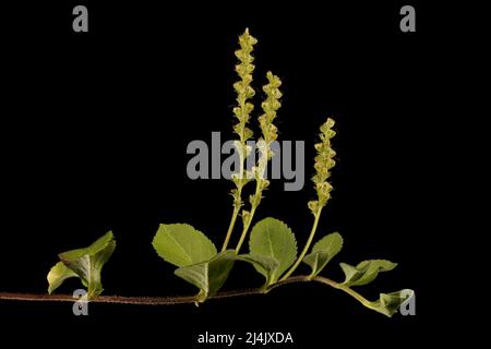 Heath Speedwell (Veronica officinalis). Fruiting Plant Closeup Stock Photo