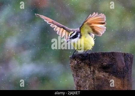 Great kiskadee (Pitangus sulphuratus) in the rain with wings spread - La Laguna del Lagarto Eco-Lodge, Boca Tapada, Costa Rica Stock Photo