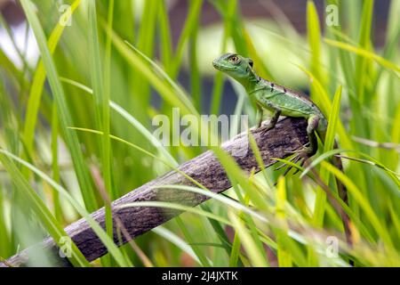 Juvenile Green Basilisk or Plumed Basilisk (Basiliscus plumifrons) - La Laguna del Lagarto Eco-Lodge, Boca Tapada, Costa Rica Stock Photo