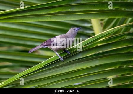 Palm tanager (Thraupis palmarum) on palm leaf - La Laguna del Lagarto Eco-Lodge, Boca Tapada, Costa Rica Stock Photo