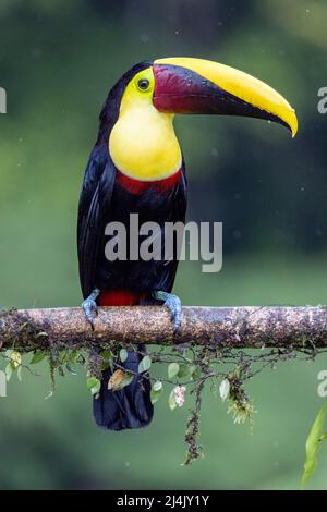 Yellow-throated toucan (Ramphastos ambiguus) in the rain - La Laguna del Lagarto Eco-Lodge, Boca Tapada, Costa Rica Stock Photo