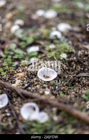 Small white seashells litter the ground near a river on a sandy path Stock Photo