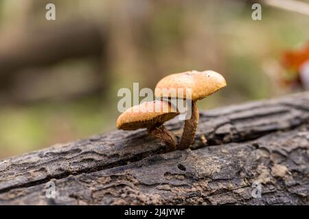 Two mushrooms emerge from the same crack in a dead log Stock Photo
