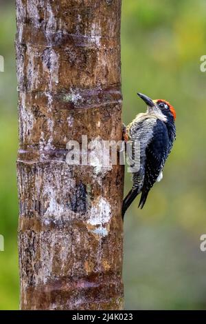 Male Black-cheeked woodpecker (Melanerpes pucherani) - La Laguna del Lagarto Eco-Lodge, Boca Tapada, Costa Rica Stock Photo