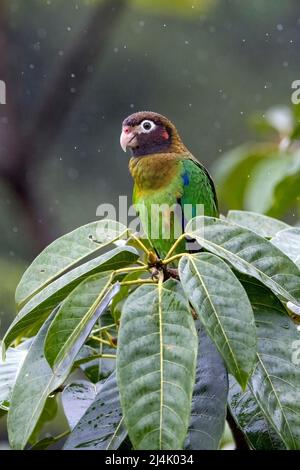 Brown-hooded parrot (Pyrilia haematotis) in the rain - La Laguna del Lagarto Eco-Lodge, Boca Tapada, Costa Rica Stock Photo