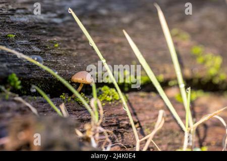 Orange mushroom growing from a crack in a piece of wood in a dewy setting Stock Photo