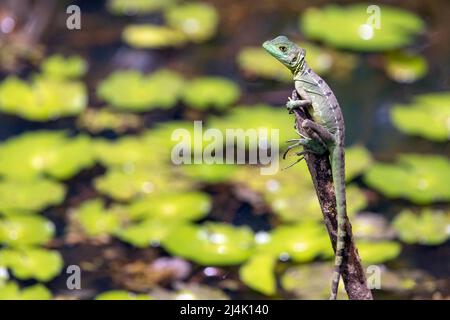 Juvenile Green Basilisk or Plumed Basilisk (Basiliscus plumifrons) - La Laguna del Lagarto Eco-Lodge, Boca Tapada, Costa Rica Stock Photo