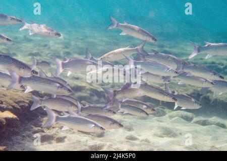 School of thicklip grey mullet, Chelon labrosus, a coastal fish of the ...