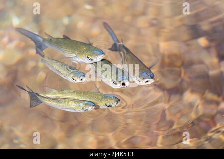 School of thicklip grey mullet, Chelon labrosus, a coastal fish of the ...