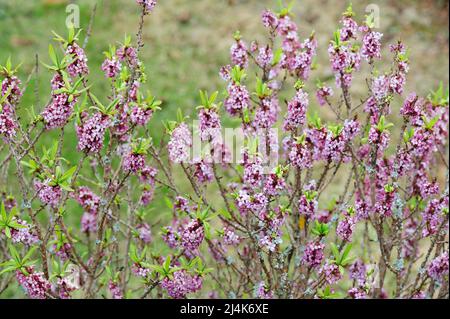 Daphne mezereum, commonly known as mezereon, branches with pink flowers against blurred background in early spring garden. Stock Photo