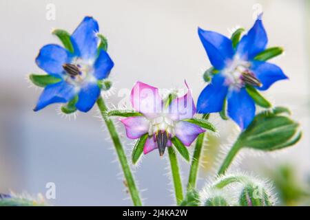 borage or borage blooms - blue and lilac honey plant flowers, edible flowers for decorating desserts, selective focus Stock Photo