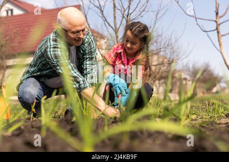 Senior grandfather and granddaughter gardening in the backyard garden. Stock Photo