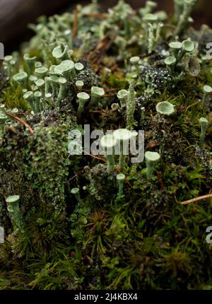 Colony of green Pixie Cup Lichens, a fungus, growing in moss on a stump in the Palatinate forest of Germany on a fall day. Stock Photo