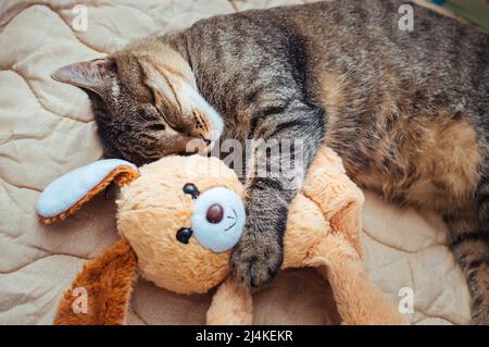 Close-up portrait of a sleeping cat on a bed hugging a toy Stock Photo