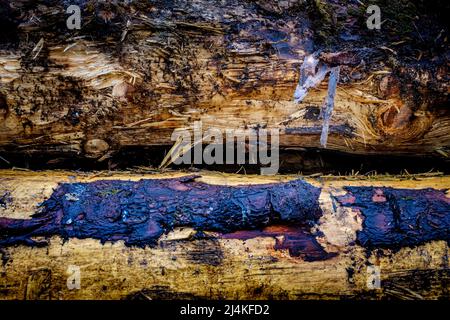 Abstract image of logs Stock Photo