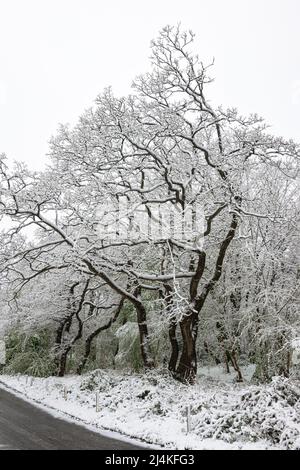 Trees along the road are covered with a fresh layer of snow Stock Photo