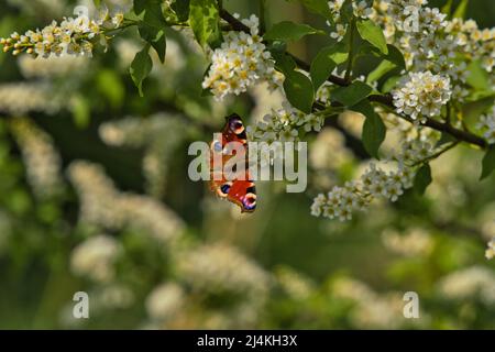Flowers of the cherry blossoms on a spring day Stock Photo