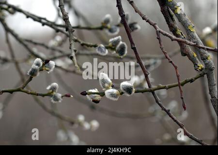 Willow branches with few bud sprouts blossom in soft calm colors in overcast spring day in the forest close up Stock Photo