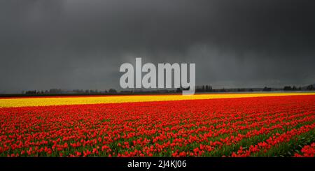 Dark rain clouds pass over red and yellow tulips on a farm field in the Skagit Valley of the Pacific Northwest Stock Photo
