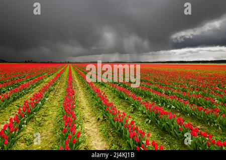 Spring storm rolling across the agricultural fields of red tulips in the Skagit Valley of Washington State Stock Photo