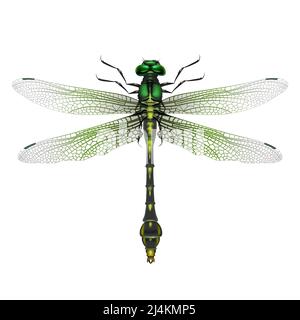 Vector realistic Gomphus vulgatissimus dragonfly close up top view isolated on white background Stock Vector
