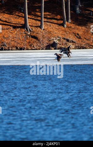 Adult and a immature bald eagle (Haliaeetus leucocephalus) fishing on Lake Wausau, Wausau, Wisconsin  in April, vertical Stock Photo