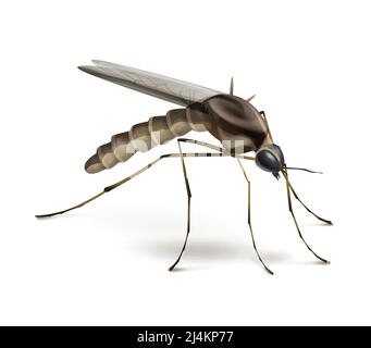 Vector Mosquito close up side view isolated on white background Stock Vector