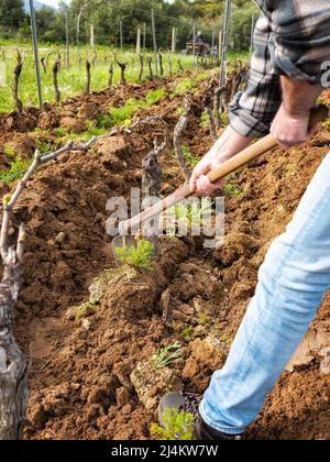 Farmer with the hoe frees the base of the plants of a vineyard from the earth and weeds after plowing with the tractor. Agricultural industry, winery. Stock Photo