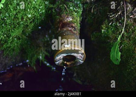 The pipe of a source with clean fresh water protrudes from the moss close-up Stock Photo