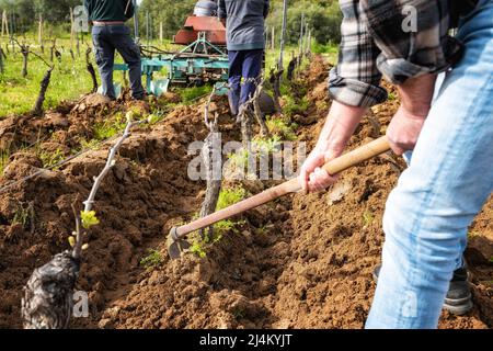 Farmer with the hoe frees the base of the plants of a vineyard from the earth and weeds after plowing with the tractor. Agricultural industry, winery. Stock Photo