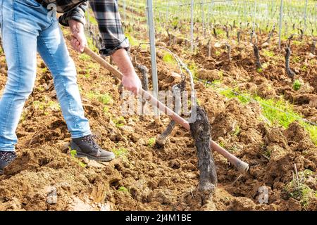 Farmer with the hoe frees the base of the plants of a vineyard from the earth and weeds after plowing with the tractor. Agricultural industry, winery. Stock Photo