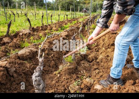 Farmer with the hoe frees the base of the plants of a vineyard from the earth and weeds after plowing with the tractor. Agricultural industry, winery. Stock Photo